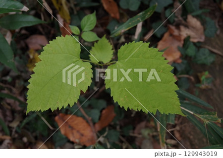 ヤマグワの幼木 129943019