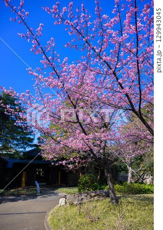 【千葉県 松戸】戸定邸の風景 【千葉県 松戸】戸定邸の風景 129943045