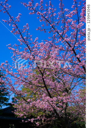 【千葉県　松戸】戸定邸の風景 129943046