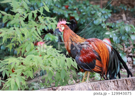 神社にいるにわとり 129943075