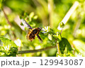 花の蜜を吸うビロウドツリアブ 129943087