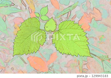 イラストCG画像ヤマグワの幼木 イラストCG画像ヤマグワの幼木 129943183