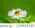 ハルジオンにとまるハラアカマルセイボウ 129943189