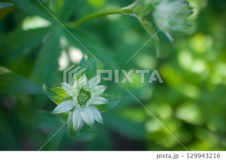 星が花開くように咲き始めるアストランティア、花言葉は「星に願いを」「知性」「愛の渇き」。 129943216