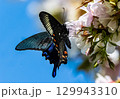 桜で吸蜜をするカラスアゲハ 129943310