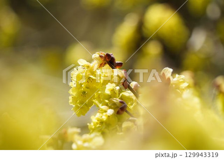 黄色いトサミズキの花 129943319