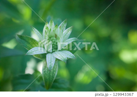 星が花開くように咲き始めるアストランティア、花言葉は「星に願いを」「知性」「愛の渇き」。 129943367