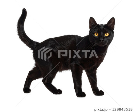 ハロウィンの黒猫 イラスト（ミニマルデザイン・透過） 129943519