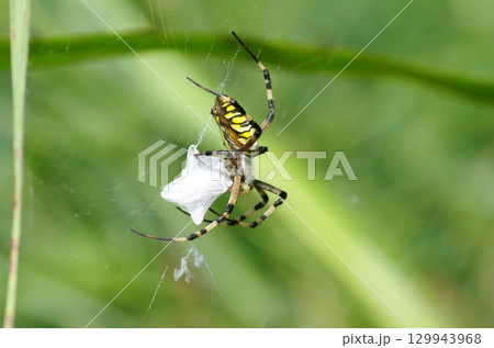 獲物を糸で巻くナガコガネグモ 129943968
