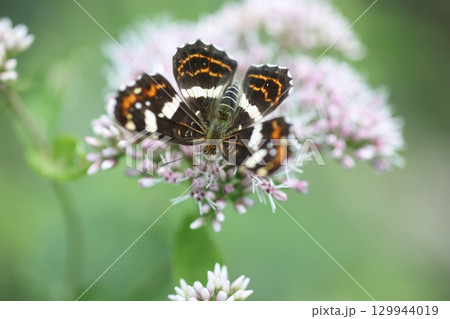 サカハチチョウ サカハチチョウ 129944019