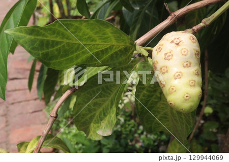 Morinda citrifolia Noni fruit on tree in nursery 129944069