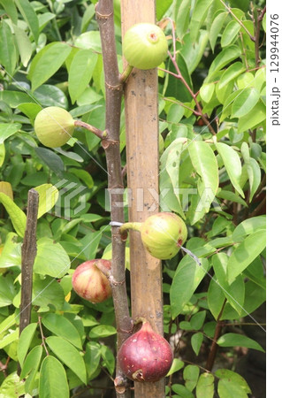 Fig fruit on tree in farm Fig fruit on tree in farm 129944076