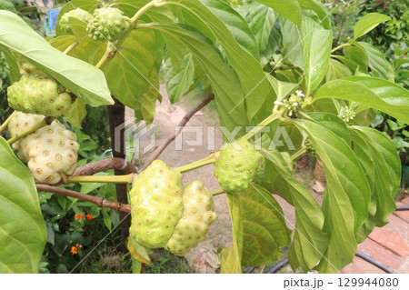 Morinda citrifolia Noni fruit on tree in nursery Morinda citrifolia Noni fruit on tree in nursery 129944080