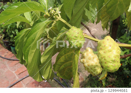 Morinda citrifolia Noni fruit on tree in nursery Morinda citrifolia Noni fruit on tree in nursery 129944081