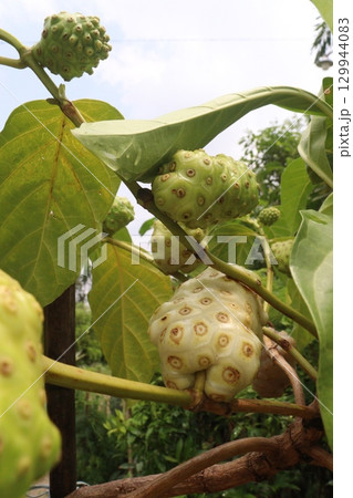 Morinda citrifolia Noni fruit on tree in nursery Morinda citrifolia Noni fruit on tree in nursery 129944083