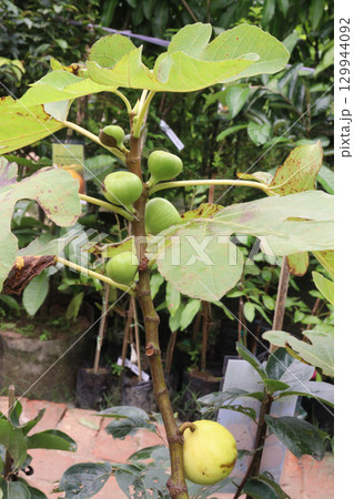 Fig fruit on tree in farm 129944092