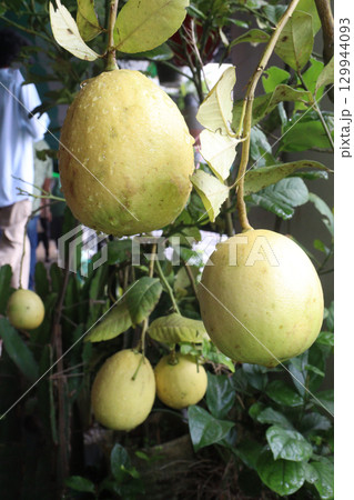Lemons on tree in farm for harvest 129944093
