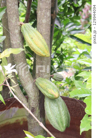 trinitario cocoa on tree on farm for harvest trinitario cocoa on tree on farm for harvest 129944094