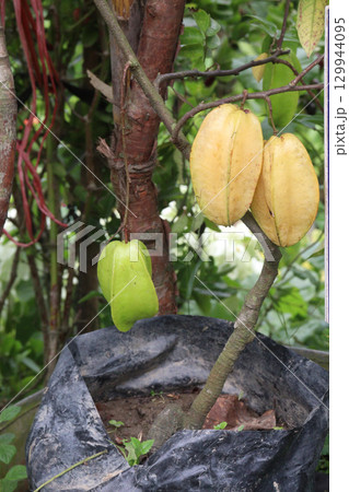 Carambola on tree in farm Carambola on tree in farm 129944095