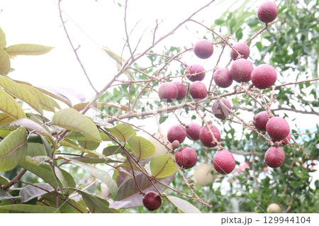 ruby longan tree plant in farm 129944104