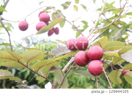 ruby longan tree plant in farm ruby longan tree plant in farm 129944105