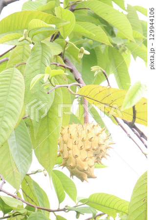 Annona mucosa fruit on tree in farm 129944106