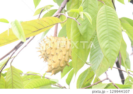 Annona mucosa fruit on tree in farm 129944107