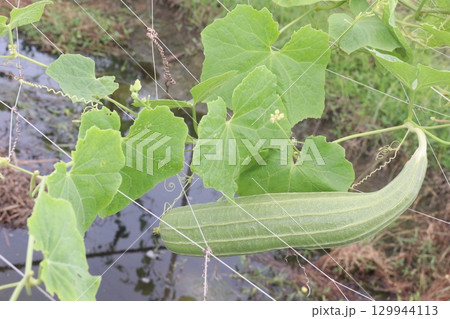 Luffa acutangula on farm for harvest 129944113