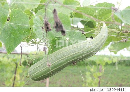 Luffa acutangula on farm for harvest 129944114