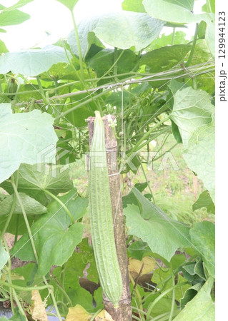 Luffa acutangula on farm for harvest Luffa acutangula on farm for harvest 129944123