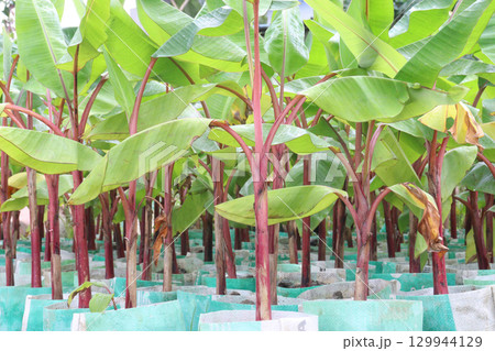 Bananas tree plant on farm for sell 129944129