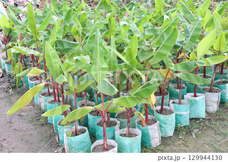 Bananas tree plant on farm for sell Bananas tree plant on farm for sell 129944130