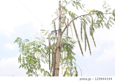Moringa on tree in farm for harvest Moringa on tree in farm for harvest 129944144