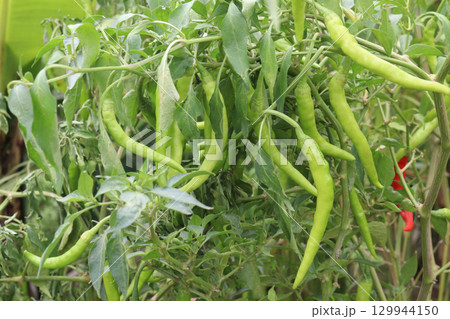 hot and spice Bird's eye chili on tree 129944150