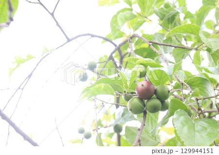 Flacourtia indica fruit on tree in farm 129944151
