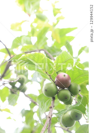 Flacourtia indica fruit on tree in farm 129944152