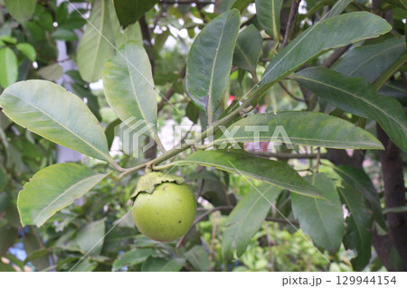 Black Sapote on tree in farm for sell 129944154