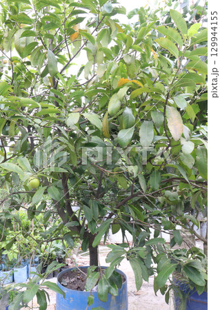 Black Sapote on tree in farm for sell 129944155