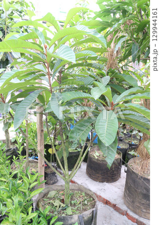 Loquat fruit plant on nursery 129944161