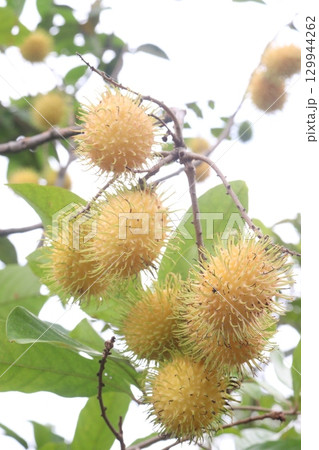 Rambutan on tree in farm for harvest 129944262