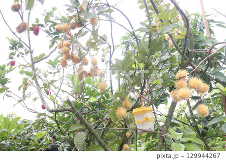 Rambutan on tree in farm for harvest Rambutan on tree in farm for harvest 129944267