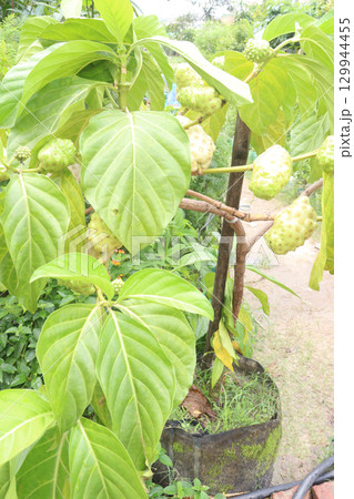 Morinda citrifolia Noni fruit on tree in nursery Morinda citrifolia Noni fruit on tree in nursery 129944455