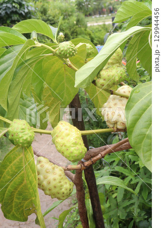 Morinda citrifolia Noni fruit on tree in nursery Morinda citrifolia Noni fruit on tree in nursery 129944456