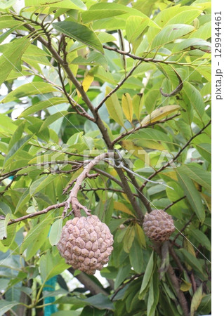 sugar apple on tree in firm 129944461