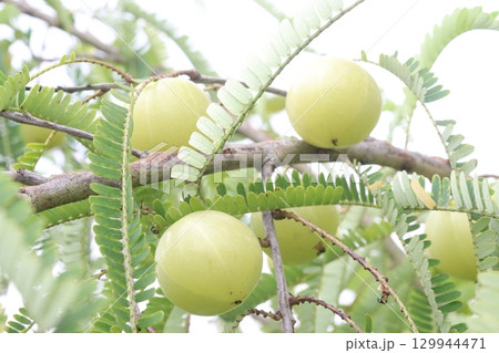 Indian gooseberry on tree in farm 129944471