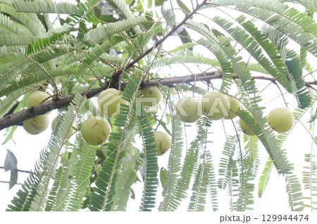 Indian gooseberry on tree in farm 129944474