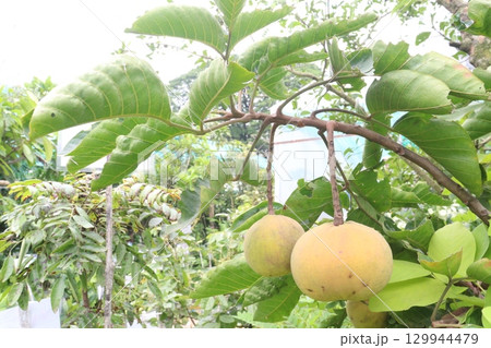 Santol in tree on farm are cash crops 129944479