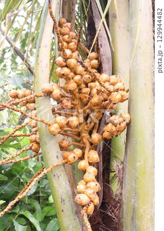 coconut bud on tree in farm 129944482