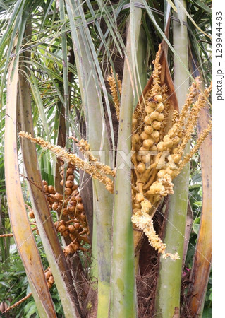 coconut bud on tree in farm 129944483
