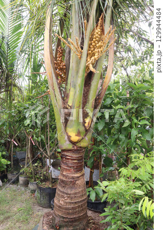coconut bud on tree in farm 129944484
